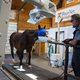 Illustration for article titled Robotic X-Rays Make Racehorses’ Lives Much Easier